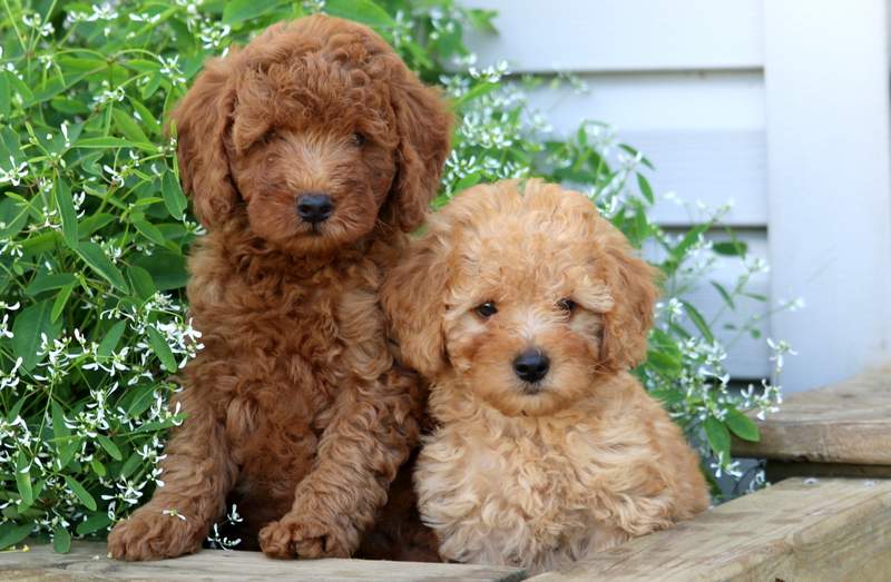 Poodle Puppies for Sale