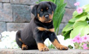Mini Rottweiler