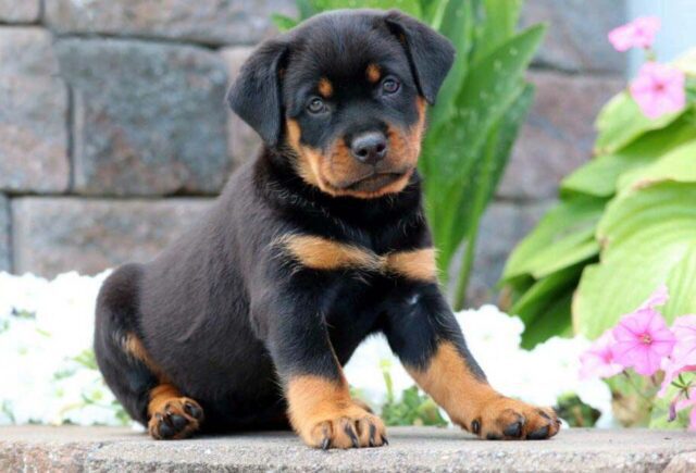 Mini Rott