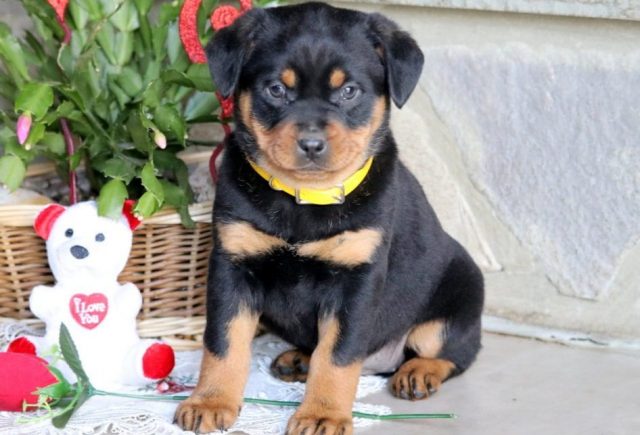 mini rottweiler puppies for sale