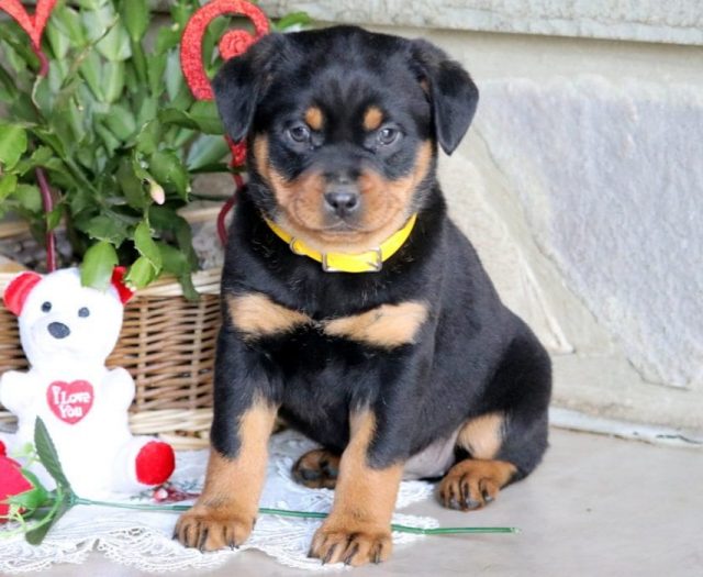 mini rottweiler puppies for sale