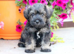 Mini Schnauzer puppies for sale
