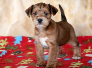 Schnauzer Mix