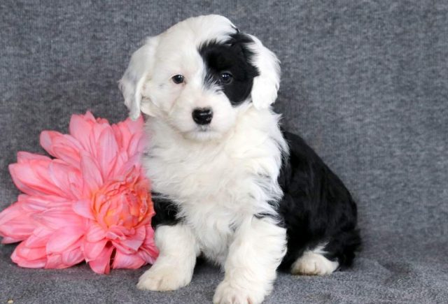 Mini Sheepadoodle puppies for sale