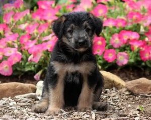 Shepadoodle - Mini