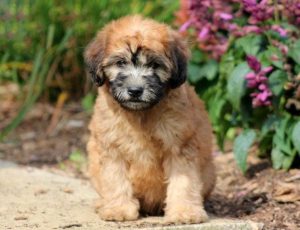 mini whoodle puppies for sale