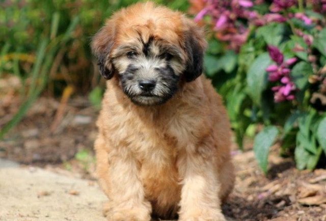 mini whoodle puppies for sale