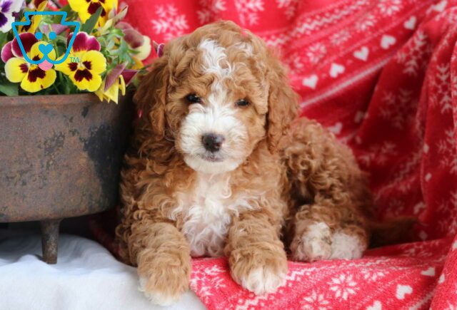 Minni Mini Goldendoodle