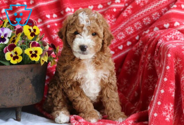 Minni Mini Goldendoodle2