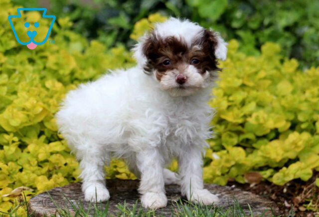 Minnie Toy Poodle2