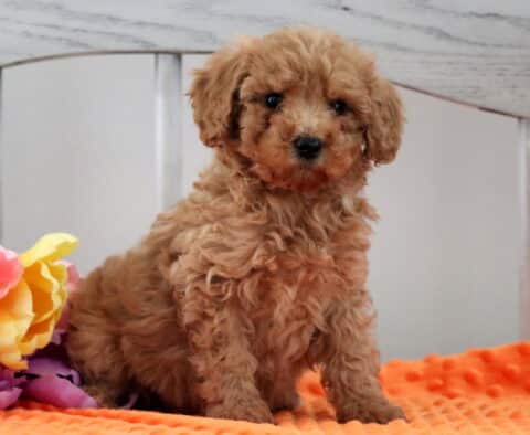 Miracle Mini Poodle