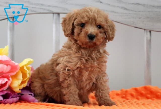 Miracle Mini Poodle image