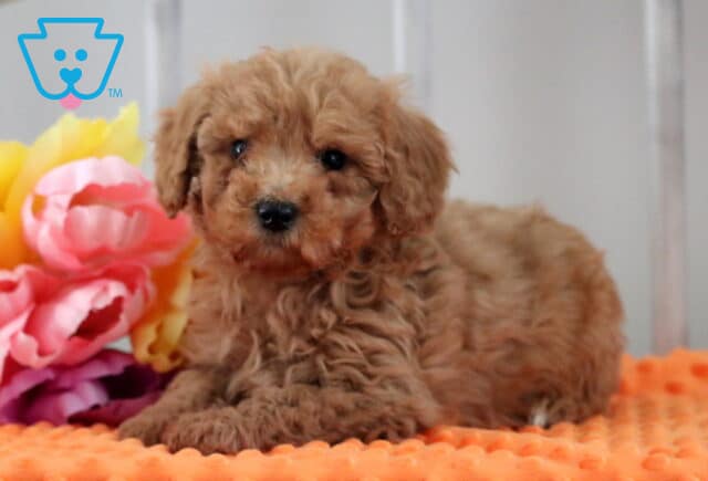Miracle Mini Poodle2 image