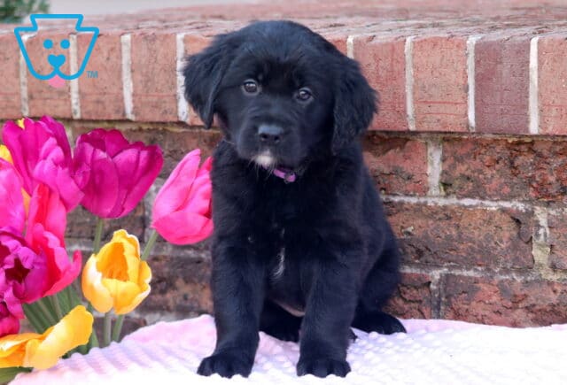 Miss Luna Border Collie Mix image