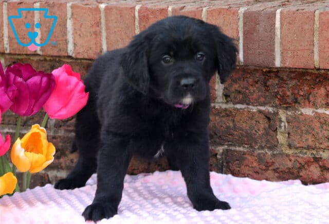Miss Luna Border Collie Mix2 image