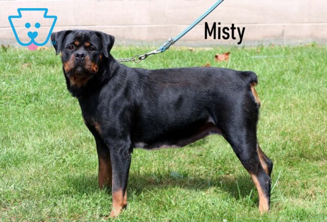 Misty Rottweiler James Nolt image