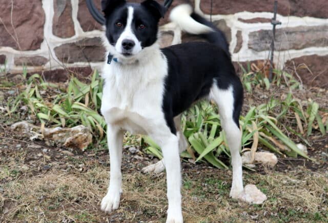 Molly Border Collie Mix Marlin Faus image