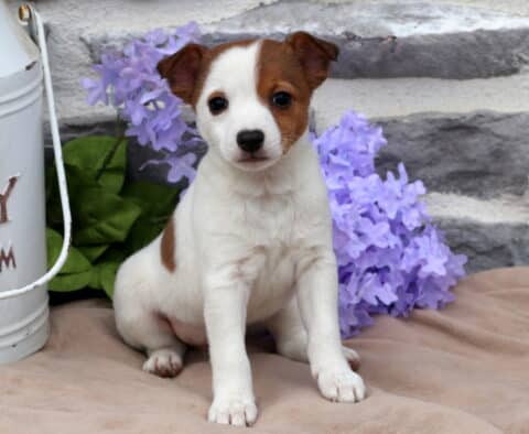 Molly Jack Russell