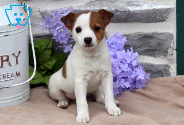 Molly Jack Russell image