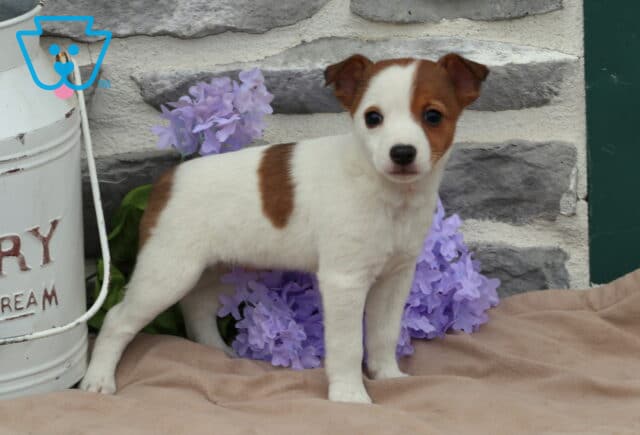 Molly Jack Russell2 image