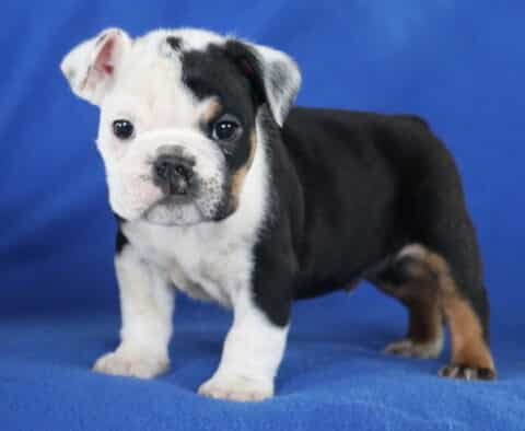 Monty English Bulldog