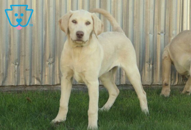 Monty Lab Retake image