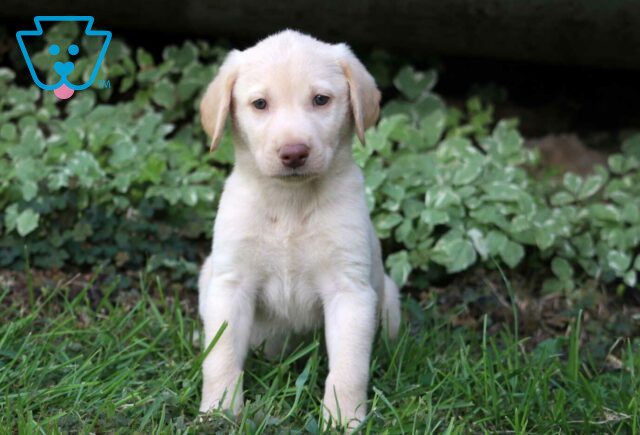 Monty Yellow lab image