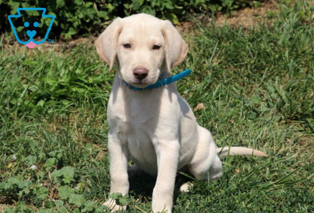 Monty Yellow Lab image