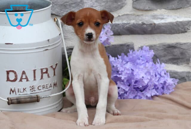 Moose Jack Russell image