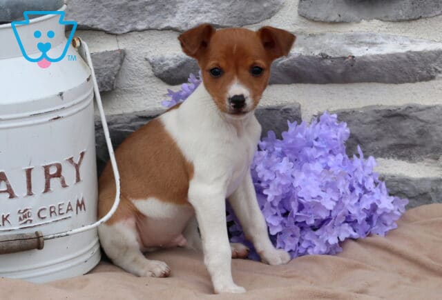 Moose Jack Russell2 image
