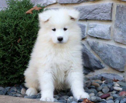 Moose Samoyed