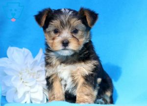 Morkie Puppies for Sale