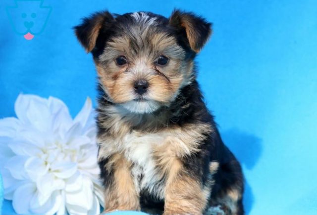 Morkie Puppies for Sale
