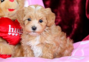 morkiepoo puppies for sale