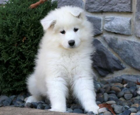 Morris Samoyed