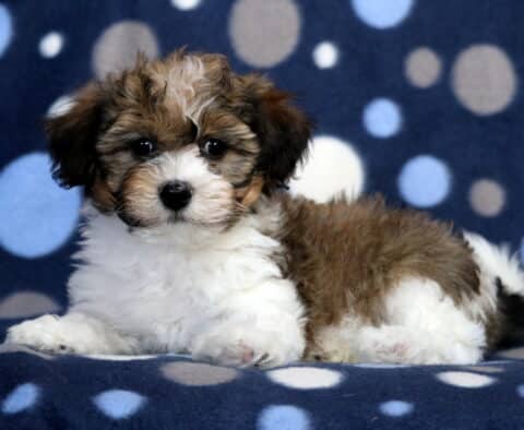 Morty Havanese