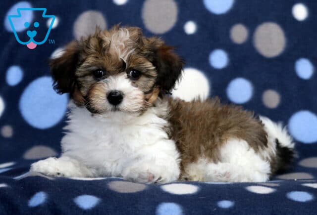Morty Havanese image