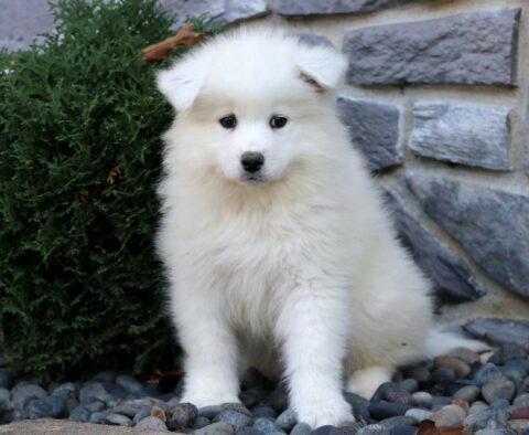 Morty Samoyed