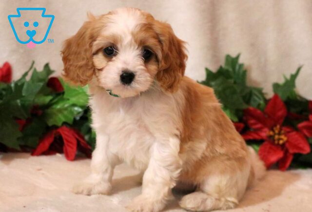 Muffin Cavapoo image