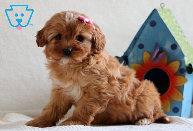 Muffin Cavapoo image