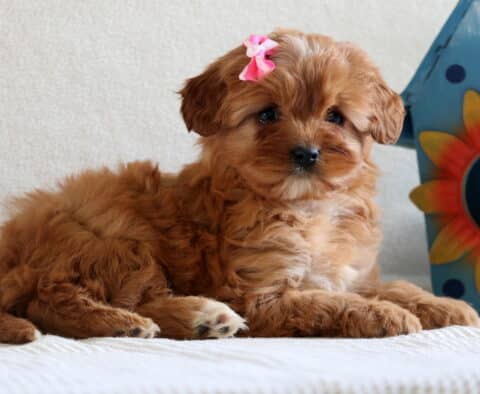 Muffin Cavapoo2