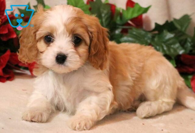 Muffin Cavapoo2 image