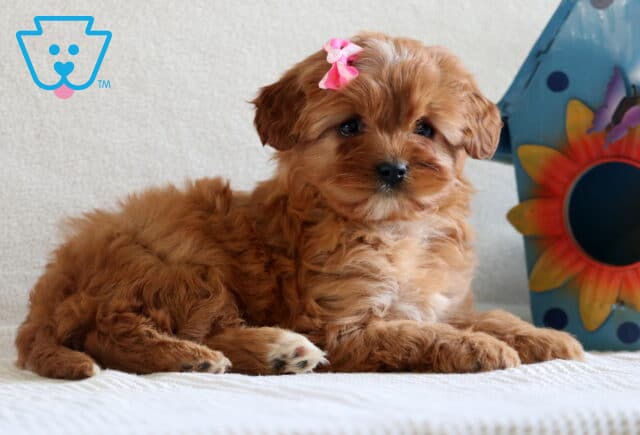 Muffin Cavapoo2 image