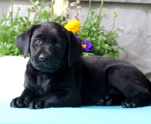 Muffin Lab
