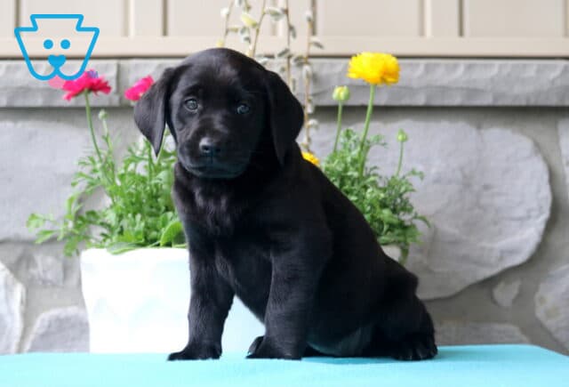 Muffin Lab2 image