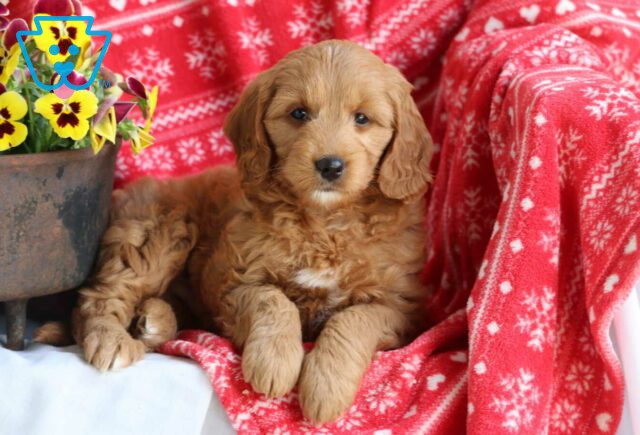 Murphy Mini Goldendoodle