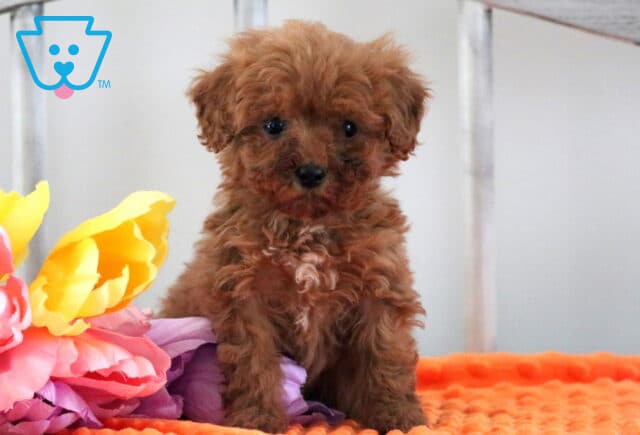Mya Mini Poodle image