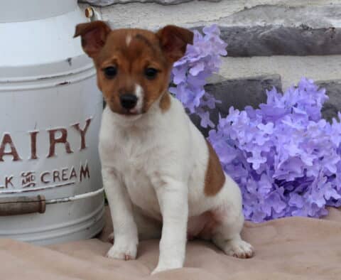 Mylie Jack Russell