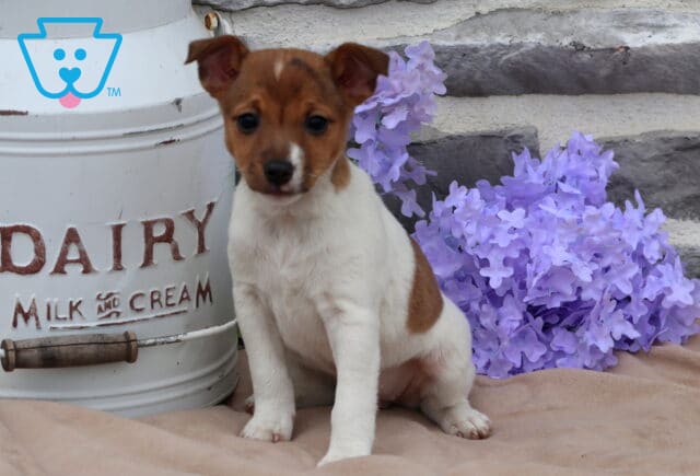 Mylie Jack Russell image