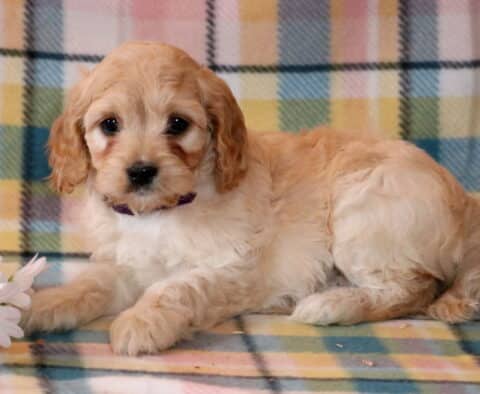 Nala Cavapoo2